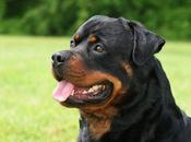 Rottweiler Dogs Robust, Powerful Loyal with Strong Protective Instincts.