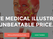 Medical Illustrations Online Unbeatable Price Quality