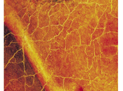 Forest Releases Dvd, Blu-ray Digital Download 20th June 2016