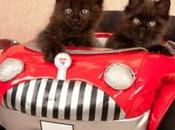 Fully Licenced Cats Drive Living