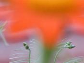 Sunday Bouquet: Urban Garden Blur