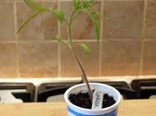 What Makes Good Tomato Plant?