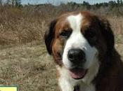 #NoBiteIsRight Prevent Fleas Ticks from Biting Your Pets!