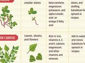 Benefits Dandelions Other Garden Weeds
