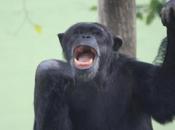 DAILY PHOTO: Uncouth Chimp