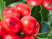 Holly Berry Fragrance