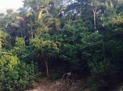 Surviving Amazon Jungle Part Enduring