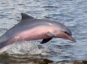 Amazon River Dolphin