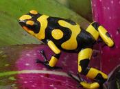 Poison Dart Frog