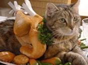 Tasty Cats That Look Like Foods