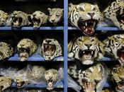 Calls Overhaul National Laws Tackle Wildlife Crime Guardian