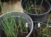 Re-potting Leeks