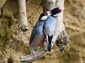 Indonesian Birds Face Extinction Trade Study Environment Guardian