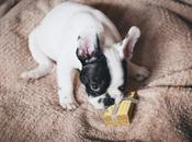 Americans Lavishing ‘guilt’ Treats Neglected Pets