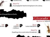 Everything Need Know About Ants