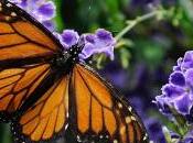 Agreement Turns I-35 into Pollinator Haven Finance Commerce
