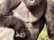 Child Crawls into Gorilla Enclosure Harambe Shot Dead Cincinnati