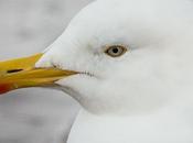 Holidaymaker Fined Dropping Cream Cone Because Seagull Attacked