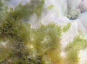 Best Protected Great Barrier Reef Corals Dead Climate Central