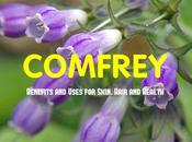 Comfrey Benefits Uses Skin, Hair Health