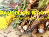 Dandelion Roots Benefits Uses Skin, Eyes Health