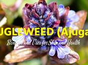 Bugleweed (Ajuga) Benefits Uses Skin Health