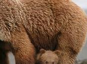 Help Stop Wildlife-Killer Bill Congress 060616 Defenders Wildlife