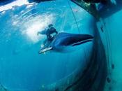 Rescued Whale Sharks Released Back into Ocean Pictures Environment Guardian