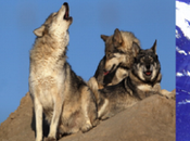 Anti-wildlife, Pro-hunting Reaches U.S. Senate; Help Stop Examiner.com