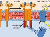 Paradigm Insulin Resistance