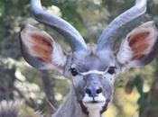 DAILY PHOTO: Knew This Kudu?