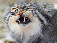Funniest Images Cats Pulling Faces