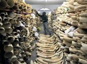 Legal Ivory Sale Drove Dramatic Increase Elephant Poaching, Study Shows Environment Guardian