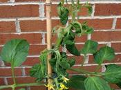 That Weedkiller Problem Again