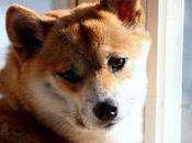 Three Online Services Lovers India