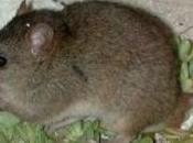 Climate Change Claimed First Mammal Extinction Scientific American Blog Network