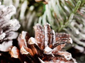 Frosted Pinecones Fragrance