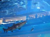 DAILY PHOTO: Aquarium Shopping Mall