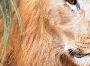 Endangered Namibian ‘desert Lion’ Shot Dead