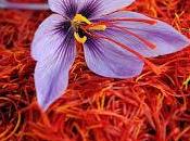 Five Easy Identify Pure Saffron: Real Fake Saffron