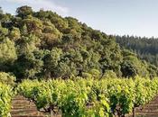 redThread™ Exclusive Pedroncelli Winery Vineyards