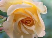 #London Walks Behind Scenes: Guide's Garden @roquesrichard