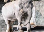 Coimbatore Tusker Madukkarai Maharaja More