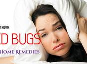 Bugs: Best Home Remedies