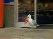 Foodie Seagull