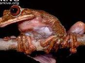 Saying Goodbye Another Amphibian: Rabb Fringe-Limbed Treefrog