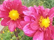 Flowers Foliage