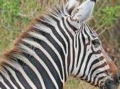 Featured Animal: Zebra