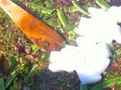 Secret Catalonian Style Paella