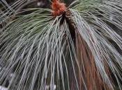 Plant Week: Pinus Engelmannii